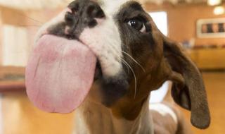 狗狗舔主人私下是为啥 狗狗为什么喜欢用舌头舔人代表什么意思